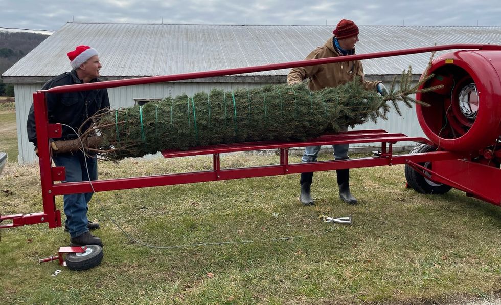 Christmas tree shortage leaves farms stumped