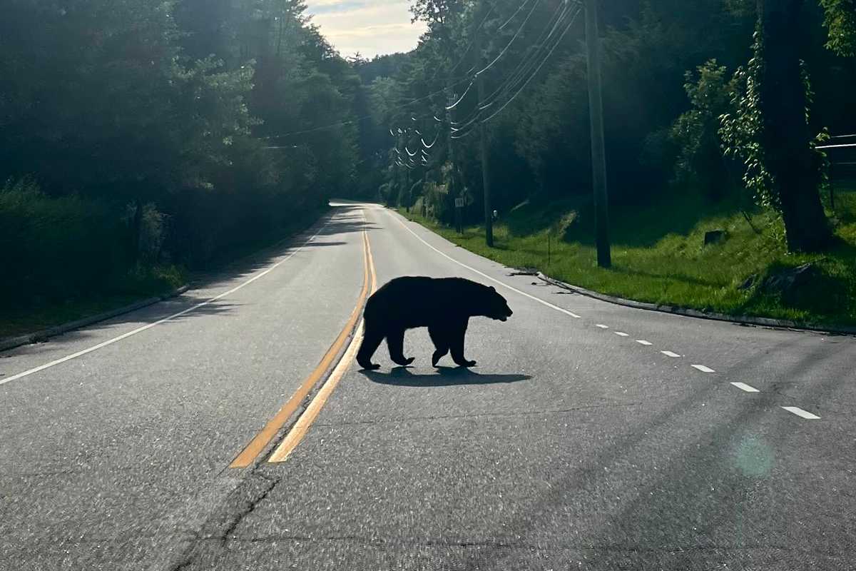 The bear necessities of living in bear country