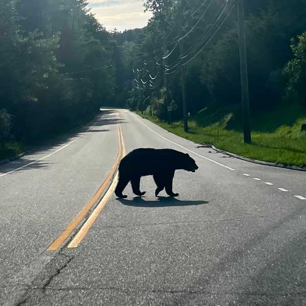 The bear necessities of living in bear country