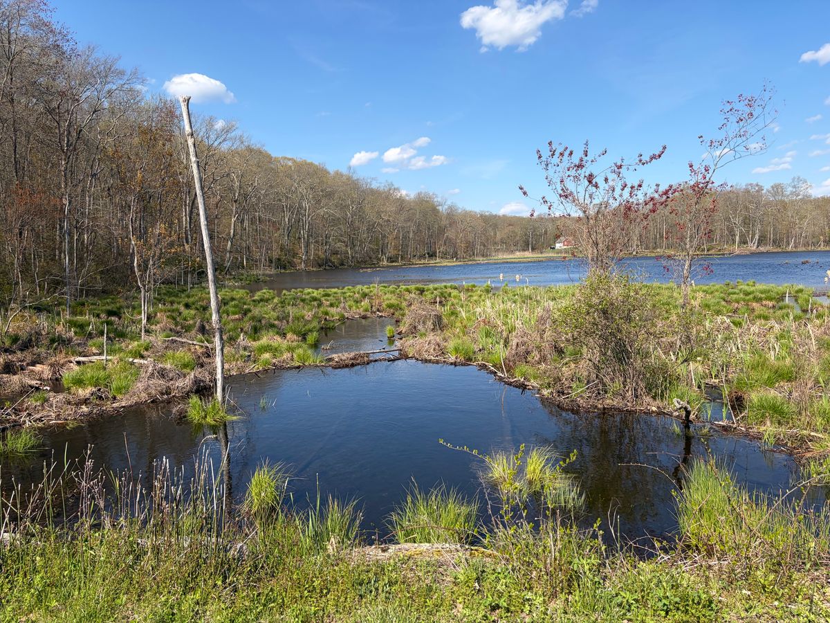 Kent set to receive another beaver deceiver