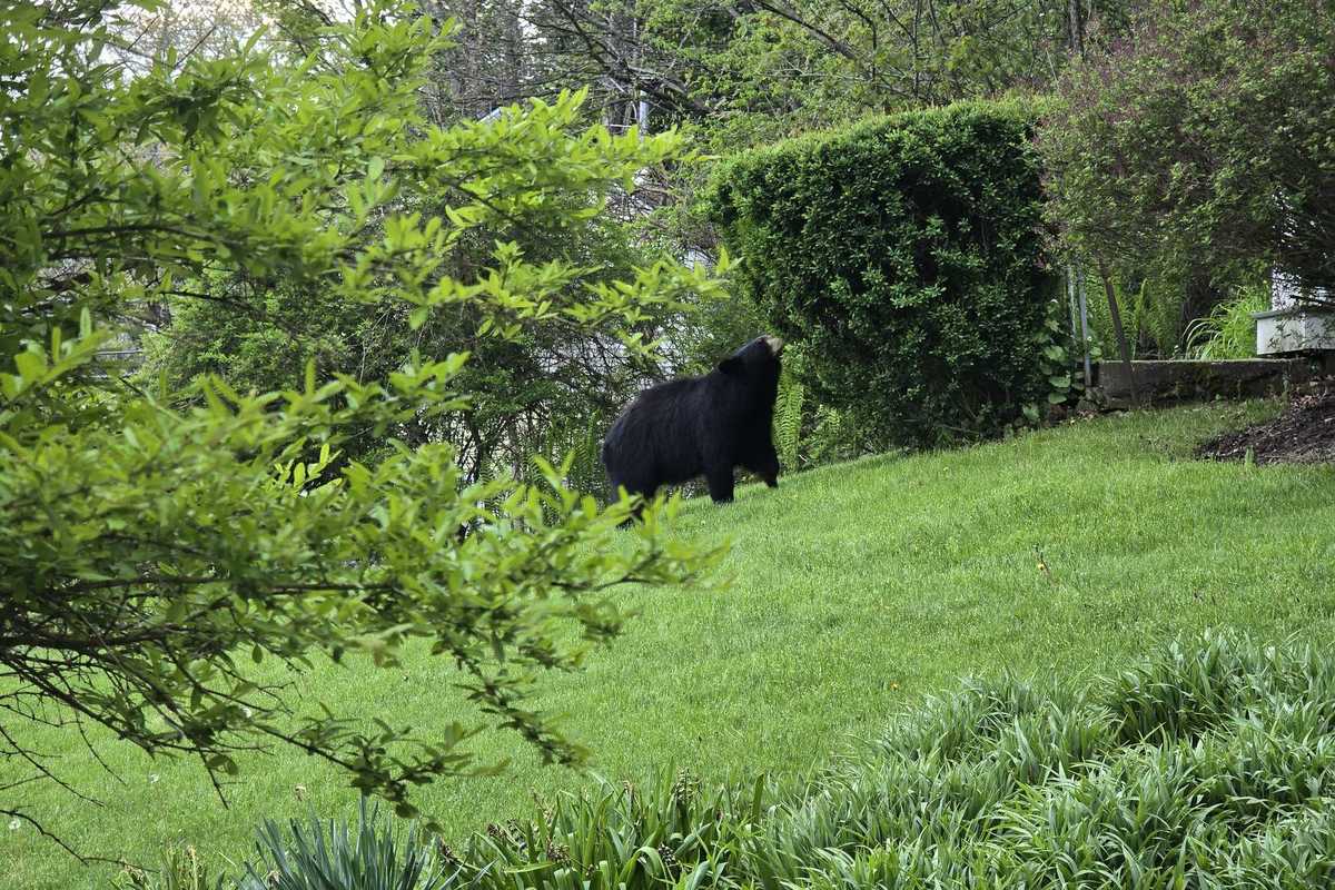 Bold bear encounters spark concern across Northwest Connecticut