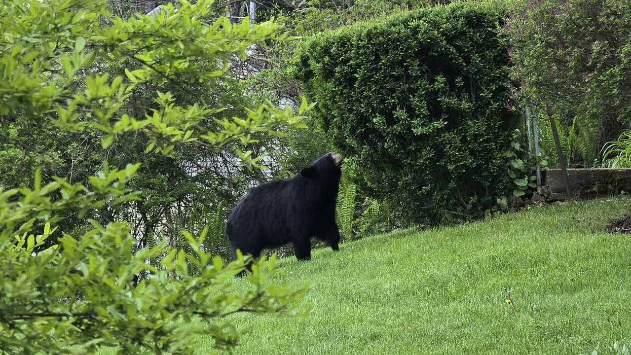 Bold bear encounters spark concern across Northwest Connecticut