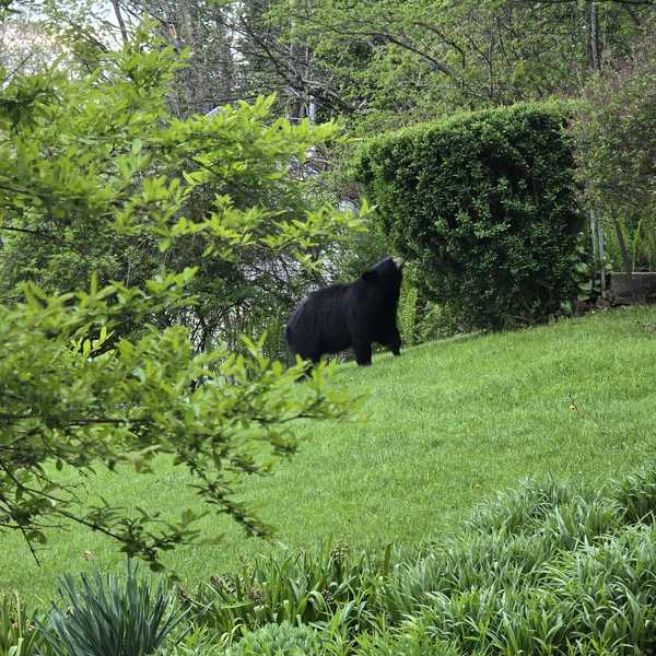 Bold bear encounters spark concern across Northwest Connecticut