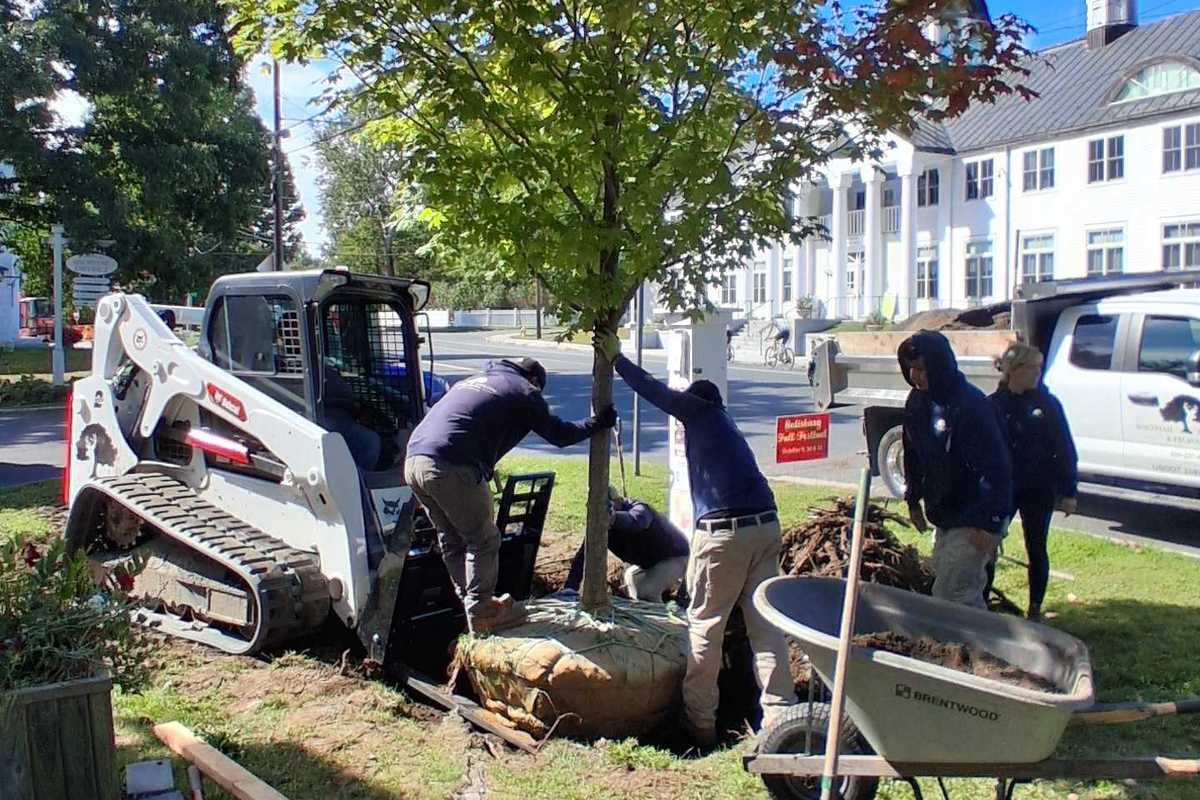 Sugar maple replaces memorial elm outside Academy Building