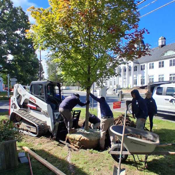 Sugar maple replaces memorial elm outside Academy Building