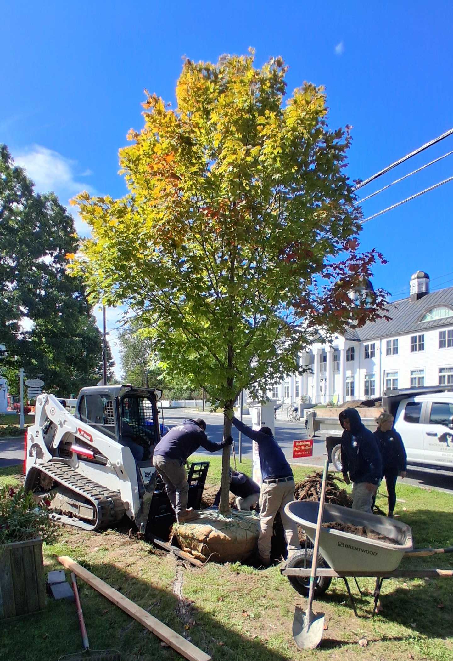 Sugar maple replaces memorial elm outside Academy Building