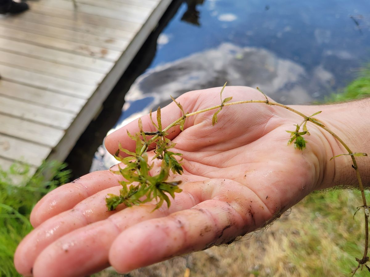 The Hydrilla Menace: Twin Lakes group buoyed by DEEP’s assault on invasive hydrilla in 2025