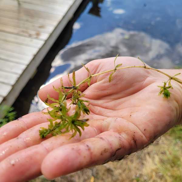 The Hydrilla Menace: Twin Lakes group buoyed by DEEP’s assault on invasive hydrilla in 2025