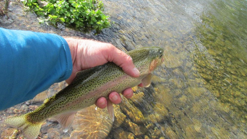 Returning to angling form after long, hot and dry summer