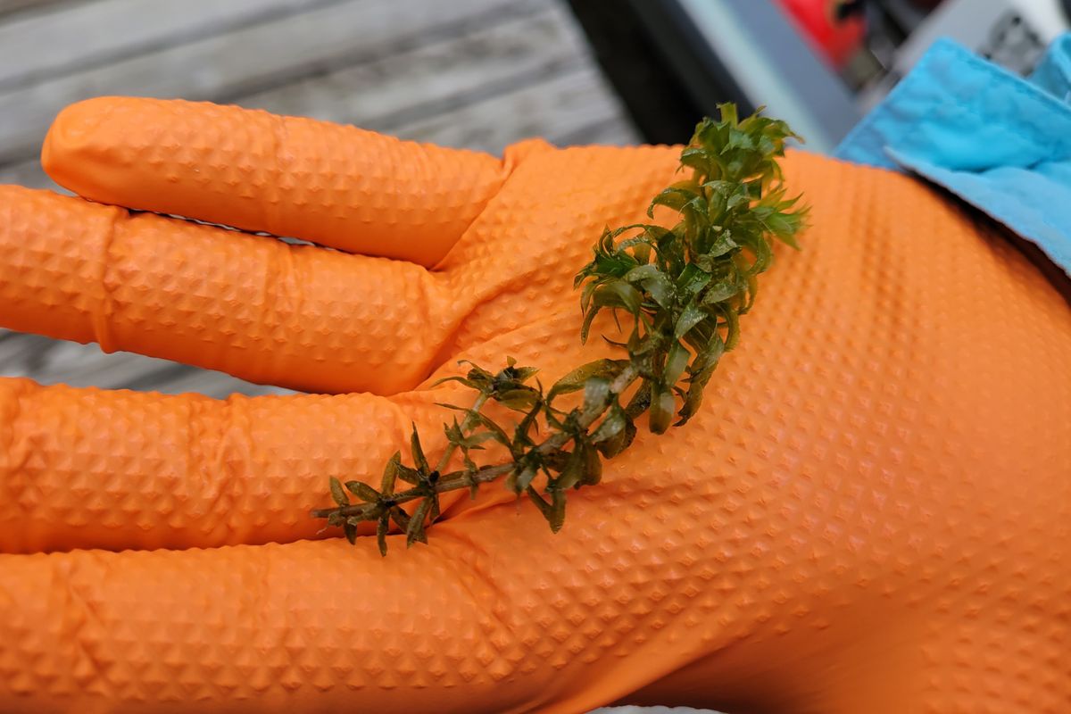 Hydrilla scare triggered rapid response