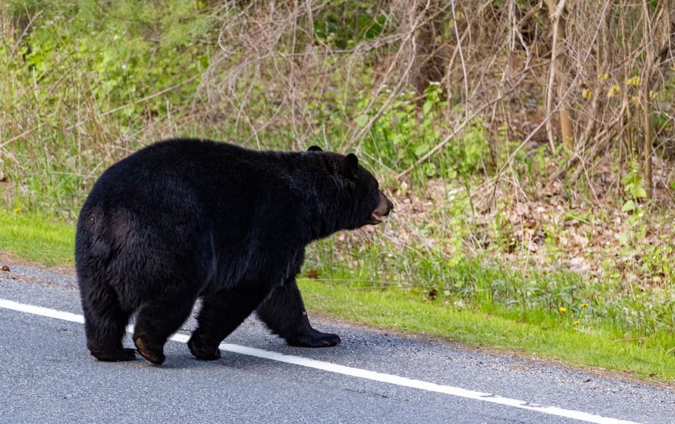Beware of the black bears, they are out and about