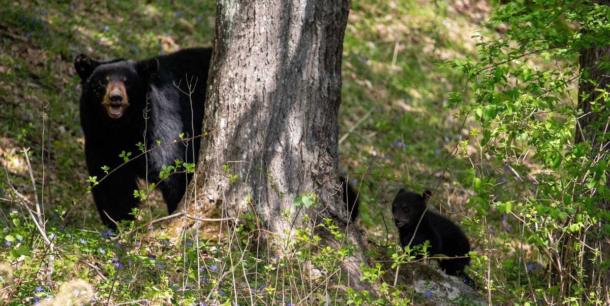 Bears headline DEEP forum in Sharon; attendees call for coexistence, not hunting