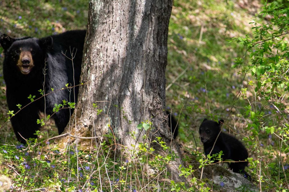 Bears headline DEEP forum in Sharon; attendees call for coexistence, not hunting