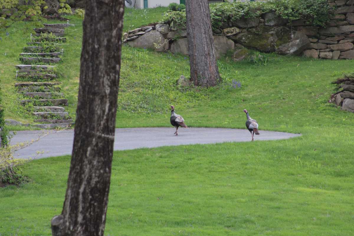 Connecticut spring turkey season opens, runs through May 30