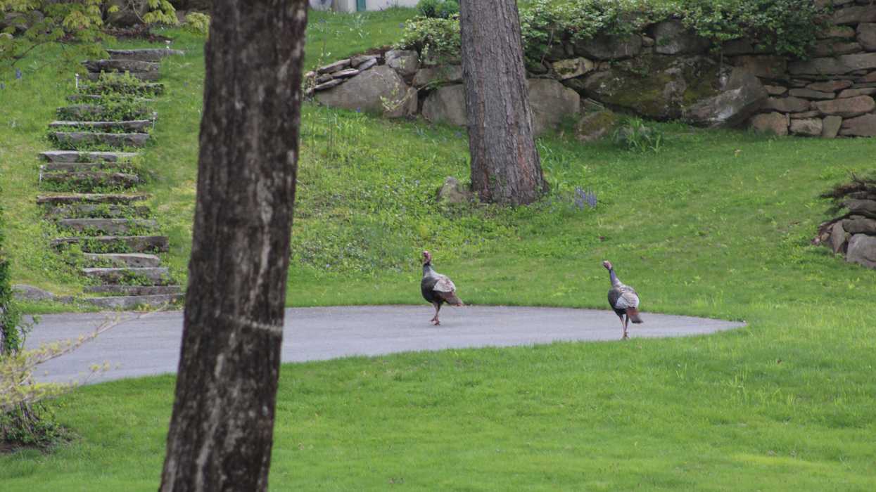 Connecticut spring turkey season opens, runs through May 30