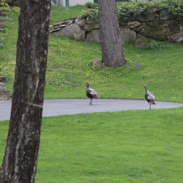 Connecticut spring turkey season opens, runs through May 30