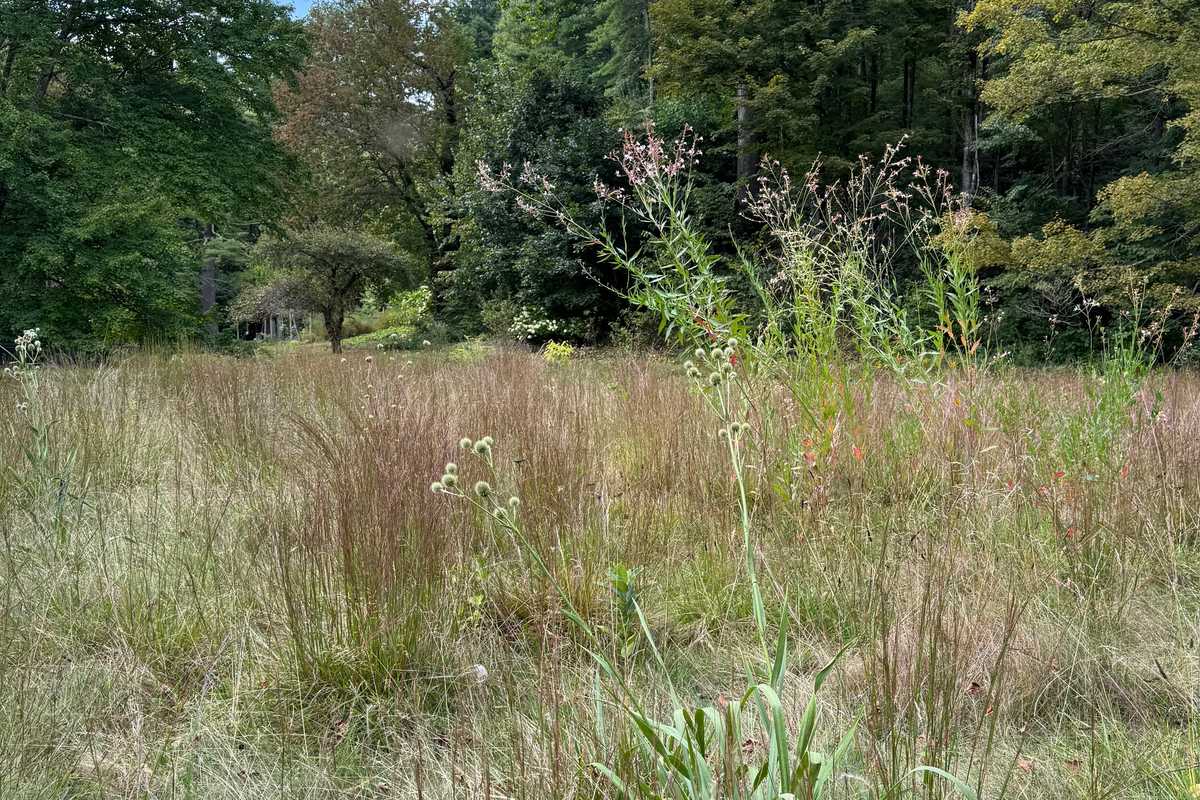 To mow or not to mow?