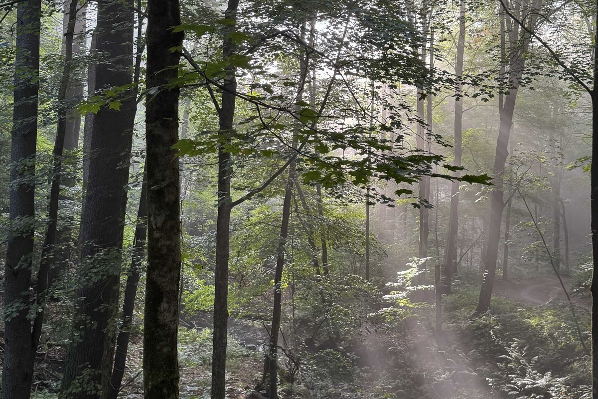 The trouble in the sugar maples