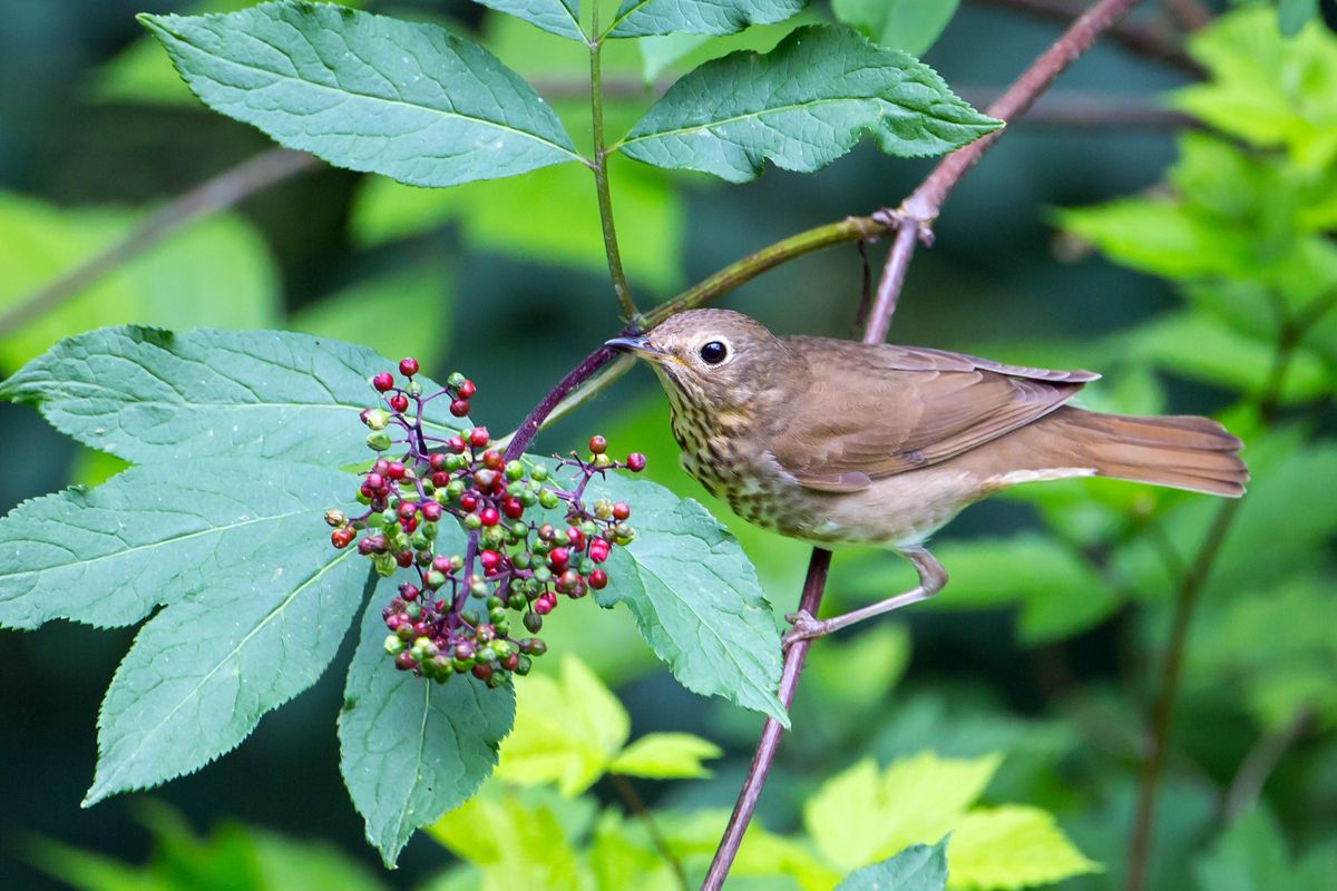Thanks to invasive shrubs, birds need a nutrition makeover