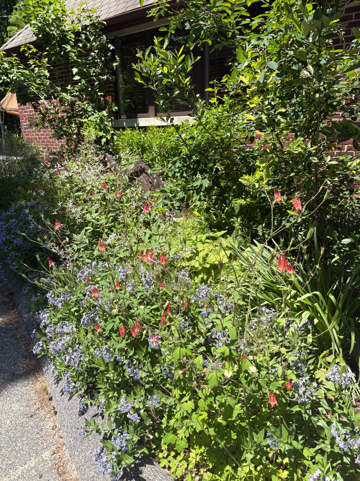 Native plant tour and sale set for Falls Village