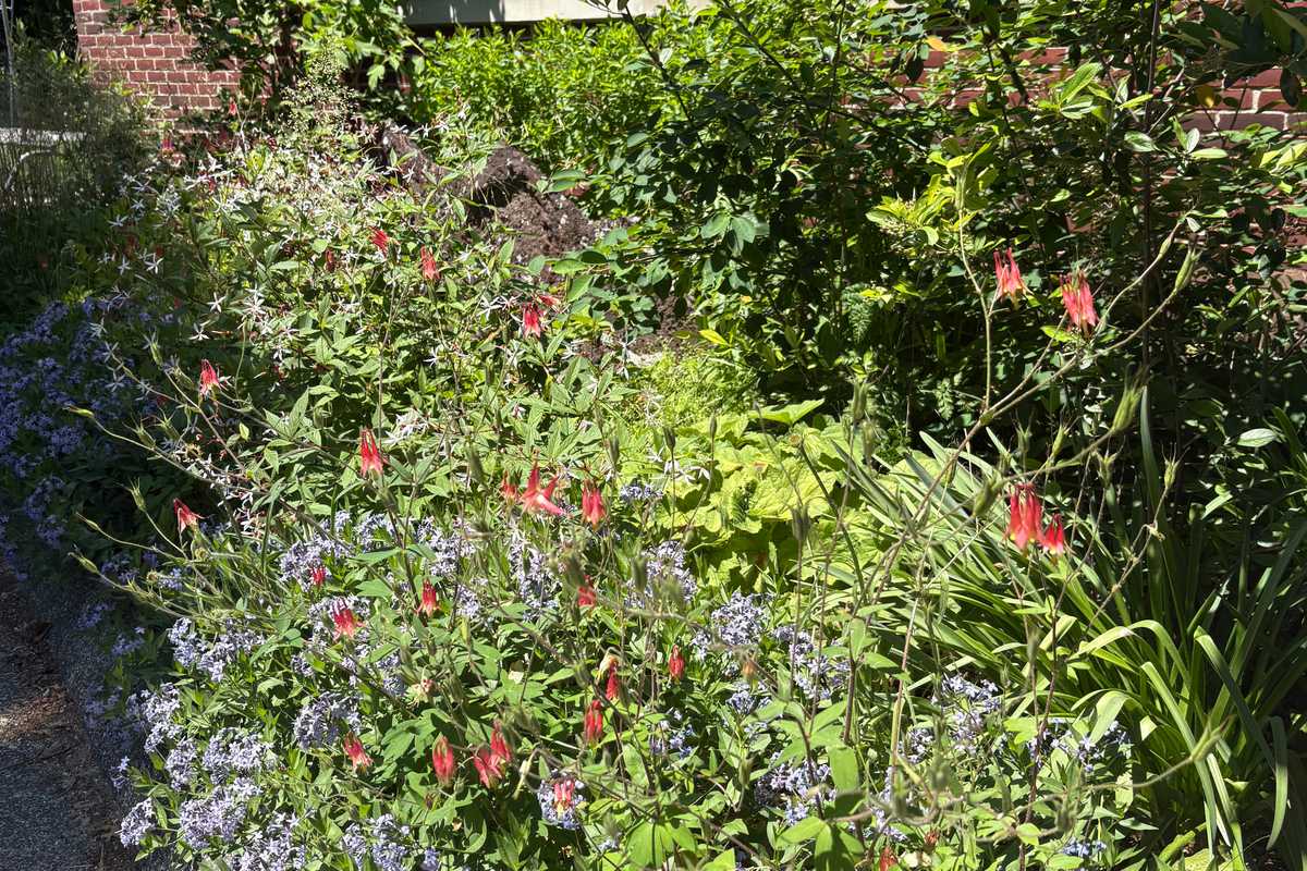 Native plant tour and sale set for Falls Village
