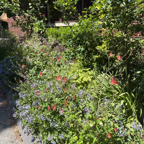 Native plant tour and sale set for Falls Village