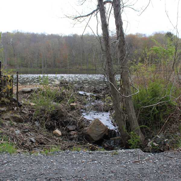 Kent cites property owner for unpermitted beaver dam removal