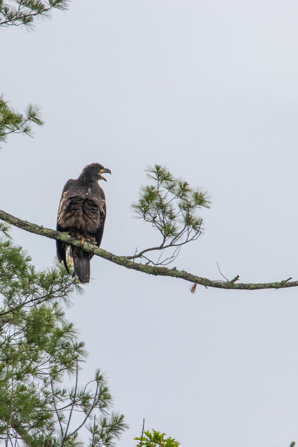 Eagle fledges on Housatonic