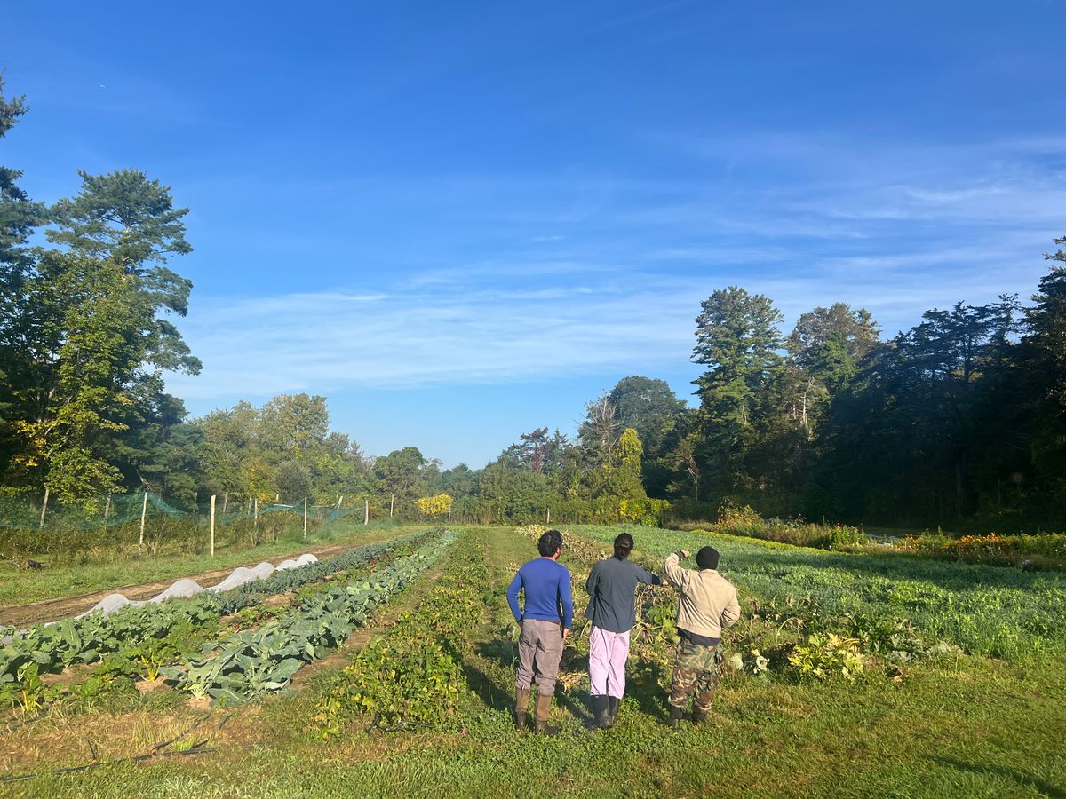 Dispatches from the Farm