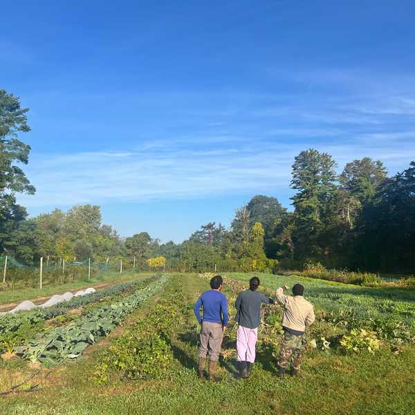 Dispatches from the Farm