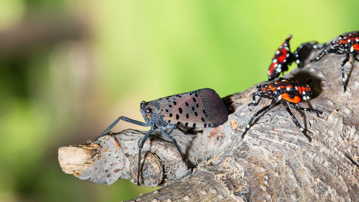 Spotted Lanternfly presence more of a nuisance than a threat