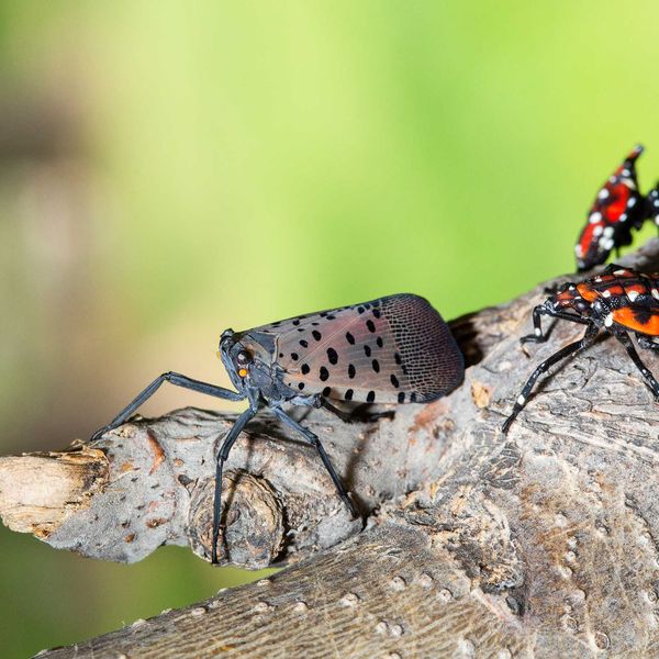 Spotted Lanternfly presence more of a nuisance than a threat