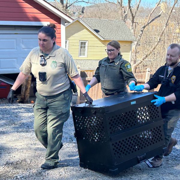 Search for missing dog leads to animal cruelty arrest; 27 dogs rescued