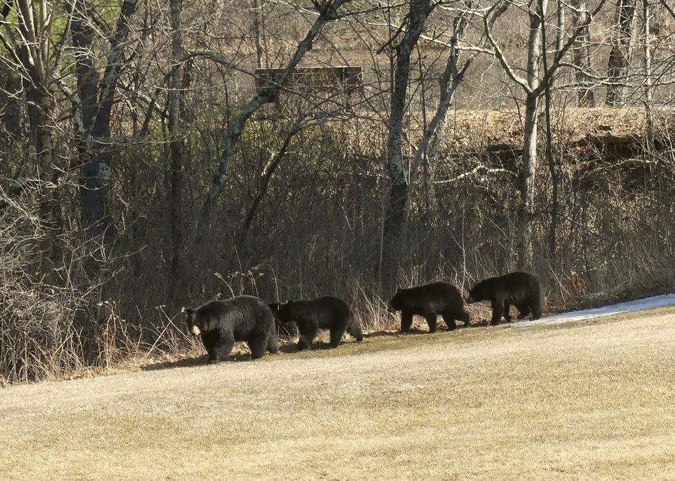 Get your bears in a row