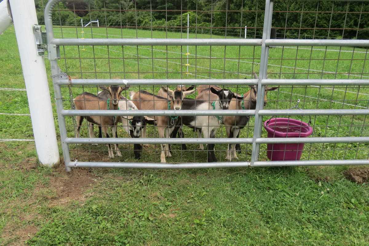 Clover Meadows Farm brings artisan goat cheese to the region