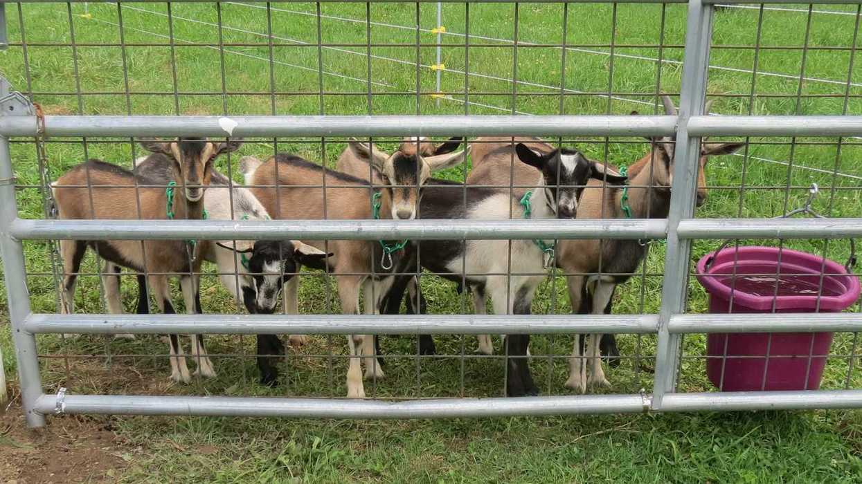 Clover Meadows Farm brings artisan goat cheese to the region