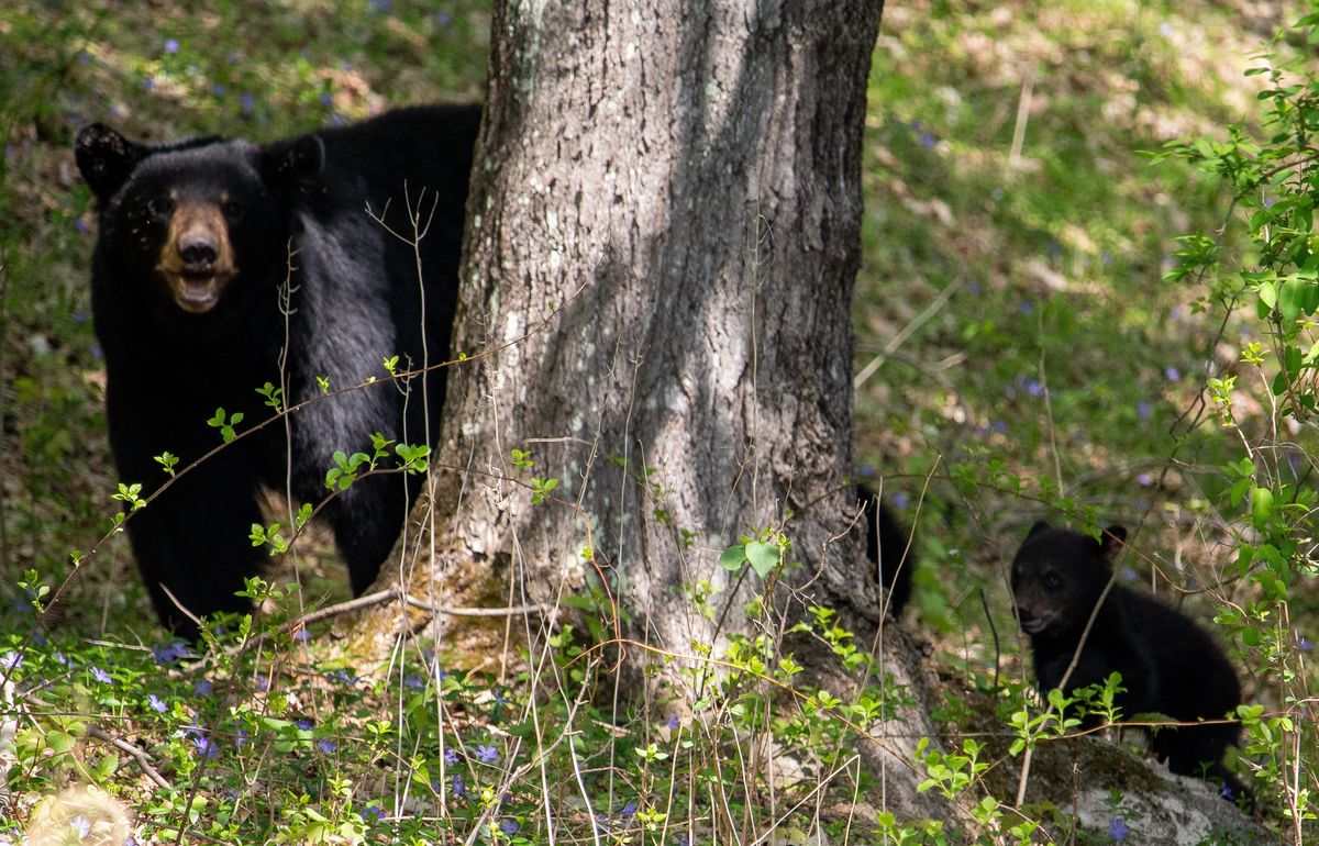 Tensions rise as black bear population boom continues