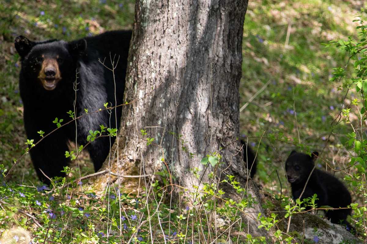 Tensions rise as black bear population boom continues