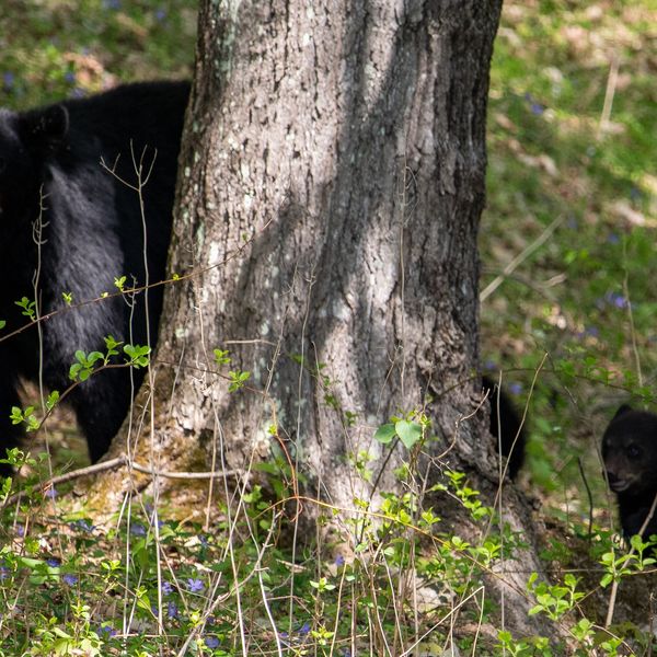 Tensions rise as black bear population boom continues