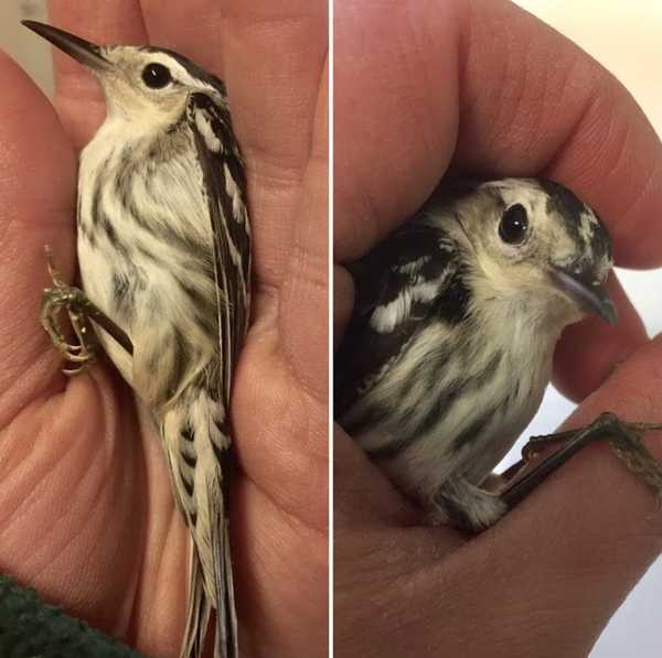 Making windows safe for birds this fall