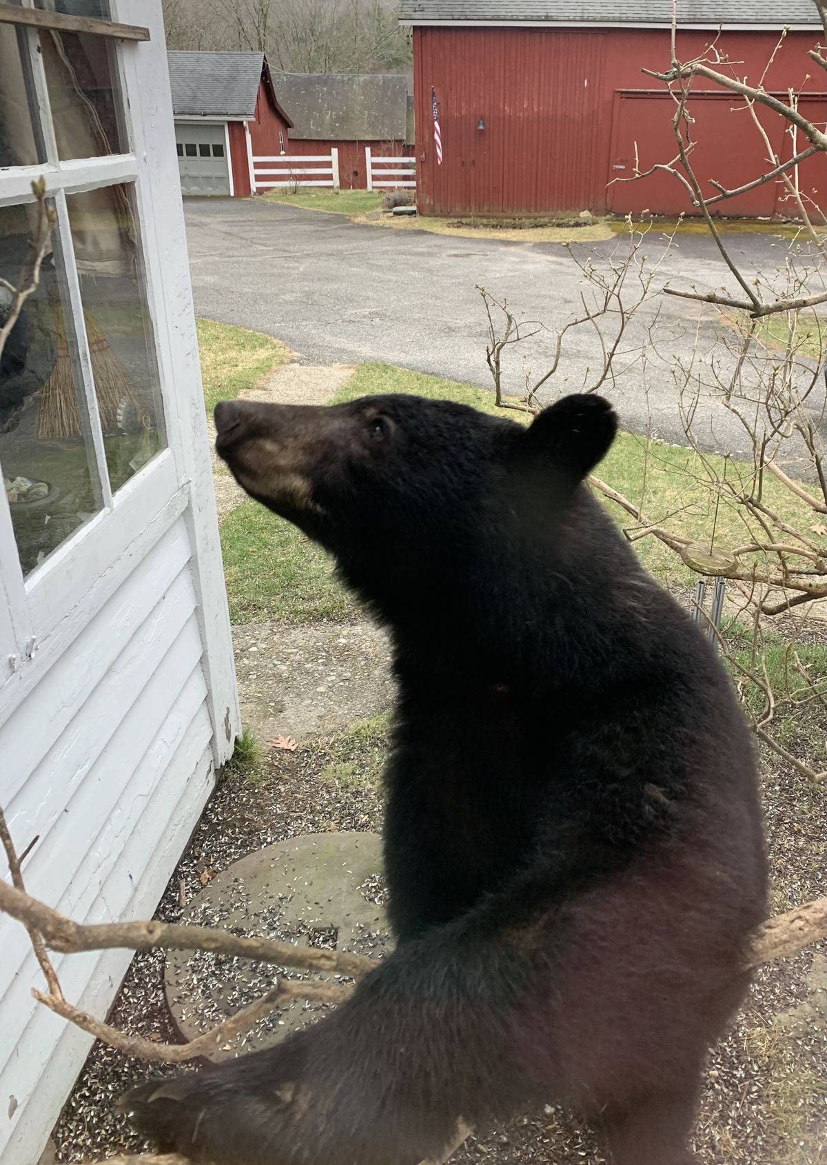 Bear encounters reach new high as population booms