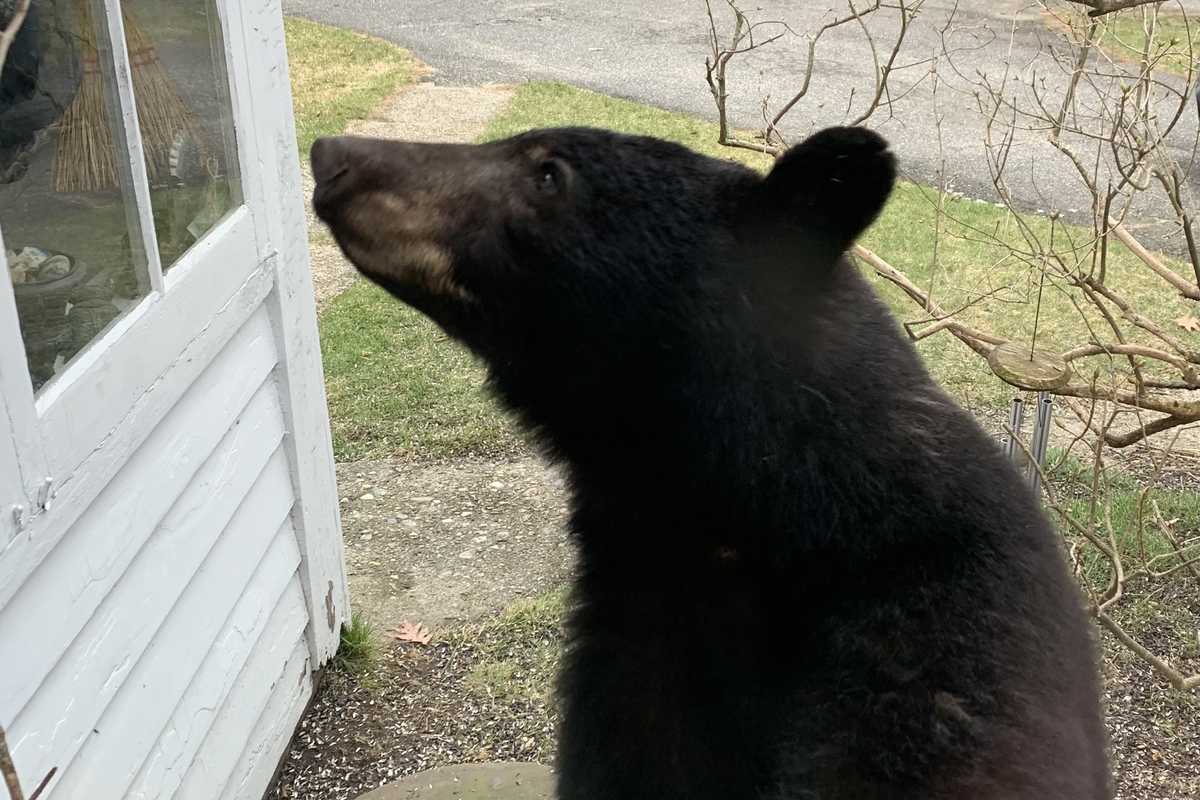 Bear encounters reach new high as population booms
