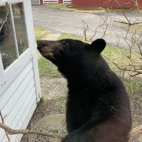 Bear encounters reach new high as population booms