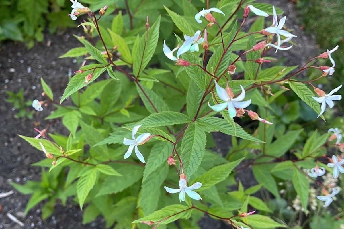 The garden is dead, long live the garden