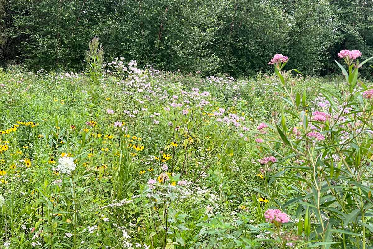 Winter inspiration for meadow, garden and woods