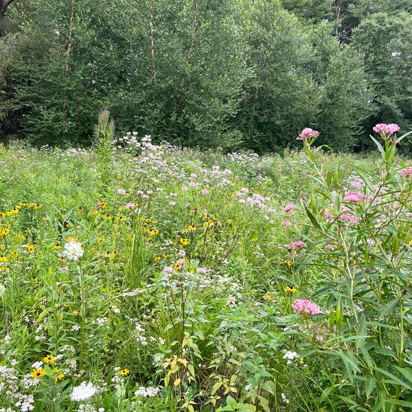 Winter inspiration for meadow, garden and woods