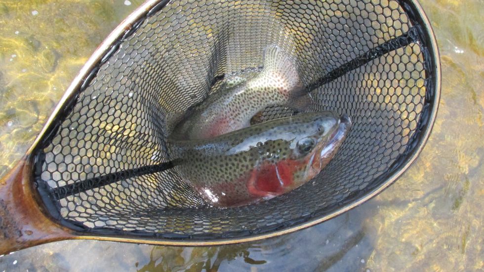 Fishing returns to Blackberry River