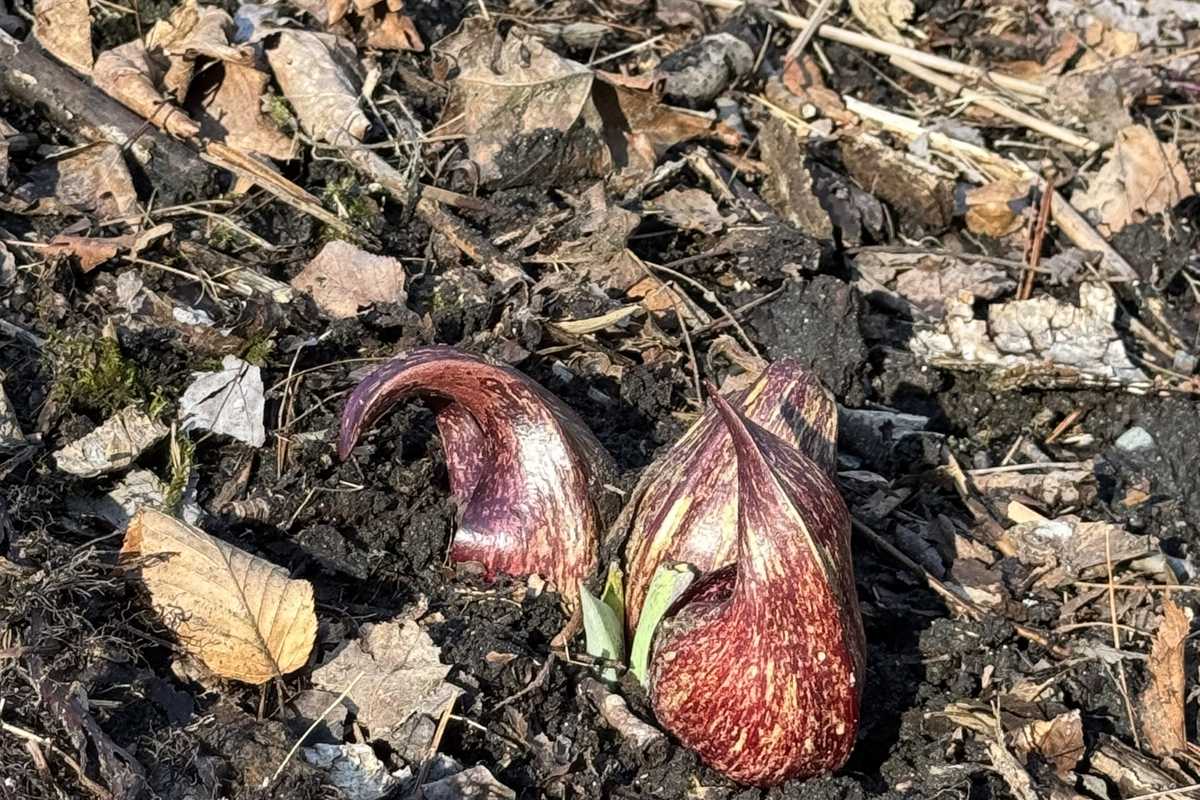 Guiding principles for spring gardening