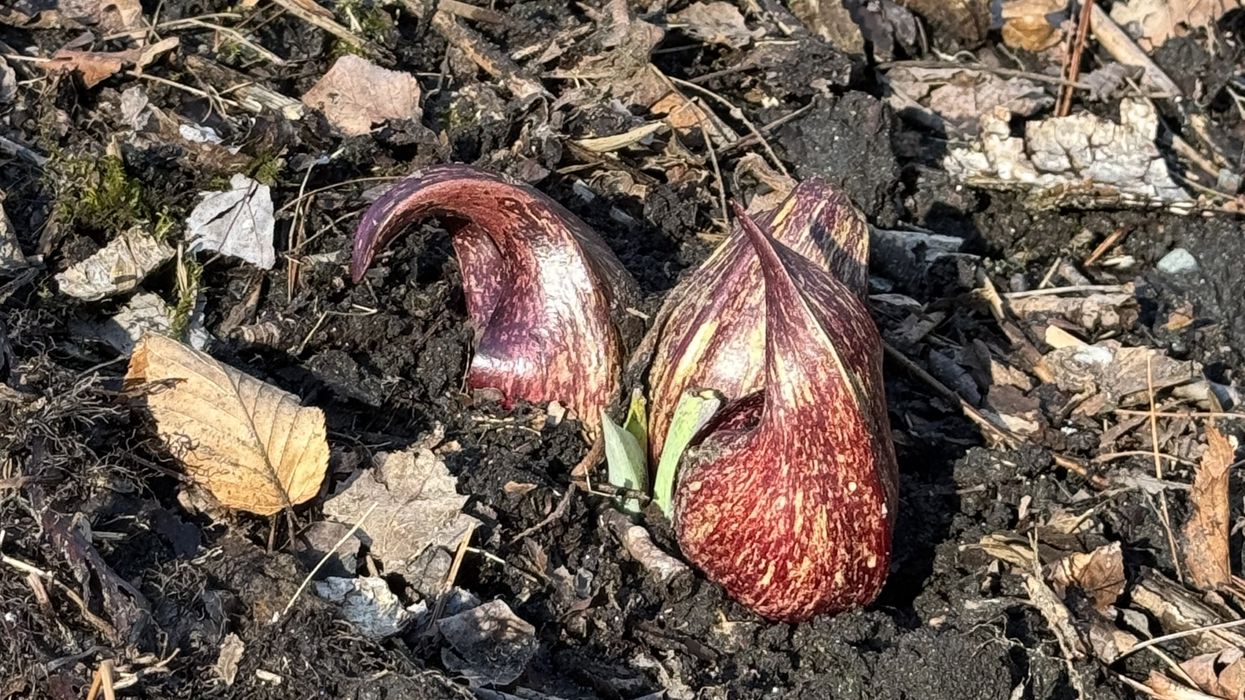 Guiding principles for spring gardening