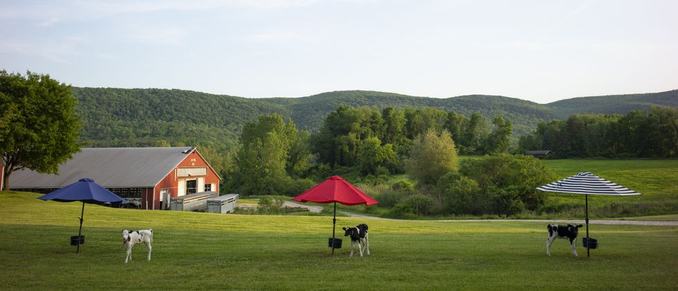 Take time to pet a Holstein calf, or two